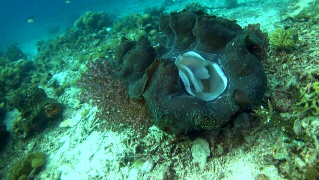 Giant clams on rubble with soft coral growing on shell