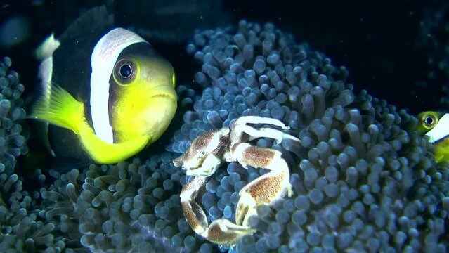 Spotted porcelain crab walking on anemone next to clark clownfish