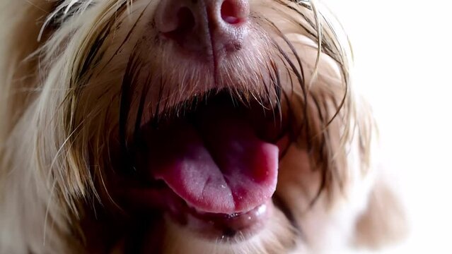 close up of a dog