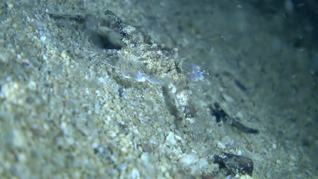 Dragon sea moth or short pegasus walking on sand