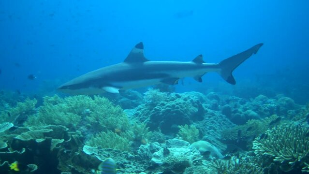 Blacktip reef shark swimming over healthy reef with tropical fishes