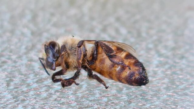 Honey Bee struggling to survive in a 35 degree heatwave in the United Kingdom 2022