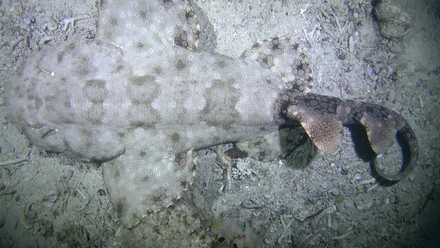 Tasselled Wobbegong Shark Resting On Rubble