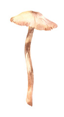 Hand Drawing Watercolor Amanita porphyria. Botanical illustration of pale toadstool in two states. Use for botanical books, template, print, design, poster, card, interior, pattern, fabric