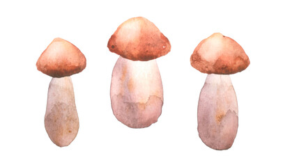 Set of watercolor mushrooms for your design.Hand drawn food background.