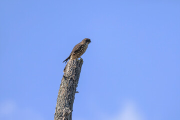 The Merlin (Falco columbarius), juvenile bird.  Is a small species of falcon. Natural scene from Wisconsin. Can catch birds larger than itself, but hunts insects and smaller prey. 