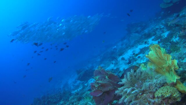 Colorful coral with school of bigeye trevallies above it