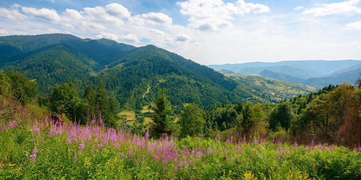 purple flowers blooming on the hill. vacation in mountainous carpathian countryside on a sunny summer day. landscape with grassy meadows and forests on hills rolling down in to the rural valley