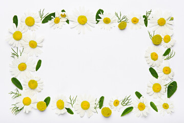 flower frame rectangle of chamomile flowers and petals on white background, copy space, flat lay