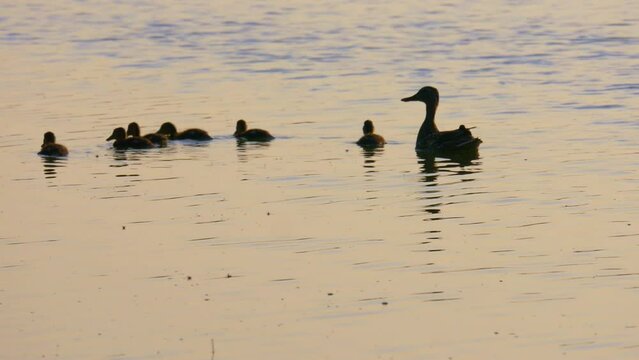 The mother duck and her ducklings are swimming down the river. The family of ducks are floating along the river
