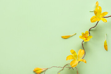 Composition with tree branch and alstroemeria flowers on color background