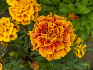 Marigold flower close-up, flower beautiful photo 
