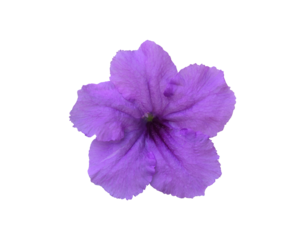 Isolated violet ruellia flower with clipping paths.