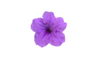 Isolated violet ruellia flower with clipping paths.