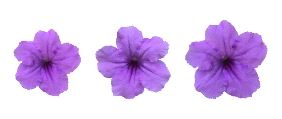 Fototapeta na wymiar Isolated violet ruellia flower with clipping paths.