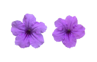 Isolated violet ruellia flower with clipping paths.