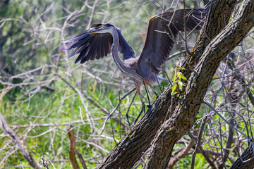 The great blue heron ( Ardea cinerea ) landing on a tree.