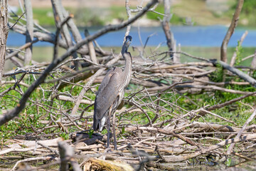 Great Blue Heron (Ardea herodias)  is the largest American heron hunting small fish, insect, rodents, reptiles, small mammals, birds and especially ducklings.