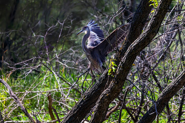 Great Blue Heron (Ardea herodias)  is the largest American heron hunting small fish, insect, rodents, reptiles, small mammals, birds and especially ducklings.