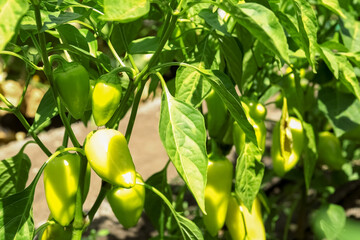 Obraz premium Bush with green bell pepper in garden on sunny day