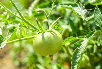 Bush with green tomato in garden on sunny day