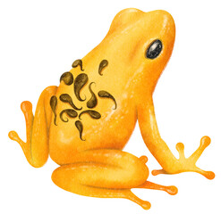 Fototapeta na wymiar Watercolor hand painted Frog
