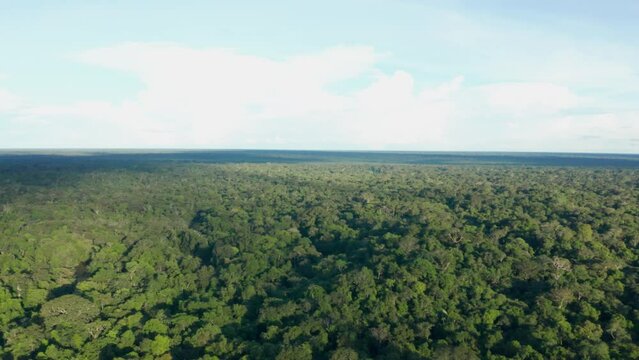 4k Aerial shot for amazon river and the rain forest in brazil rainforest.
shot on MAVIC 2 PRO hasselblad rendered prores 422HQ REC709