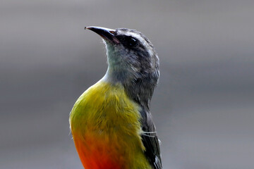 little nectar eater