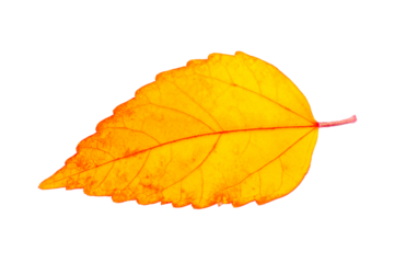 autumn leaf isolated on transparent png background