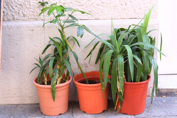 pot plants with long leafs close up outdoor photo on house wall background