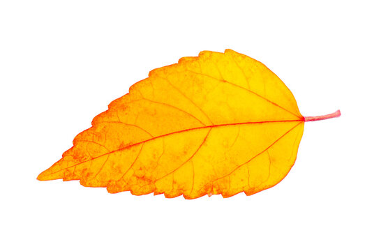 autumn leaf isolated on transparent png background