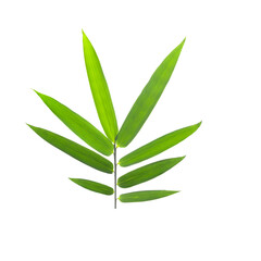 bamboo leaves isolated on transparent png background