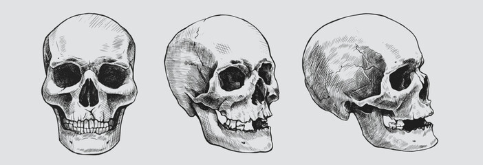 Set of hand drawn human skulls. Vector graphic illustration.