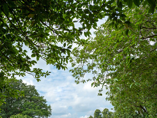 Obraz premium Looking through green foliage to a cloudy blue summer sky