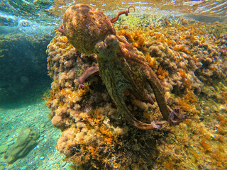 Underwater photo of octopus swimming in colourful coral reef in Mediterranean deep blue sea