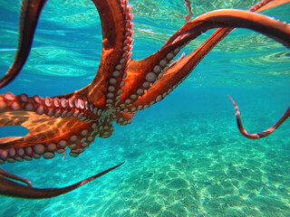Underwater octopus swimming in crystal clear Mediterranean sea © aerial-drone