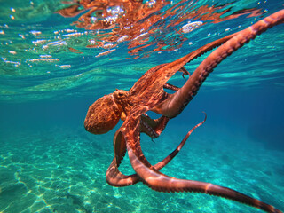 Underwater octopus swimming in crystal clear Mediterranean sea