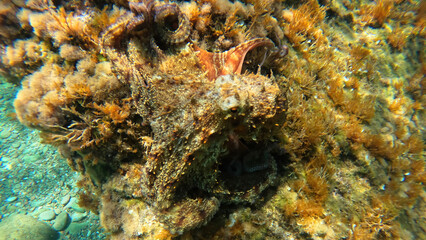 Fototapeta na wymiar Underwater photo of octopus swimming in colourful coral reef in Mediterranean deep blue sea