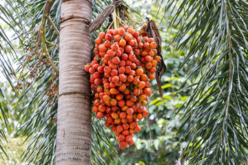 Areca nuts or betel nuts on the tree (Areca catechu) - obrazy, fototapety, plakaty