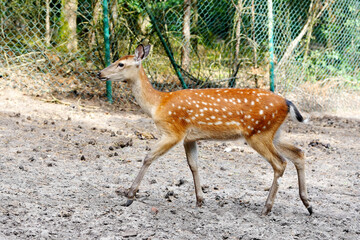 Spotted deer on green field. The chital or cheetal, also known as spotted deer or axis deer....