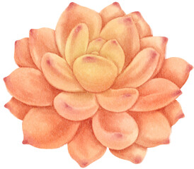 Succulent plant watercolor illustration