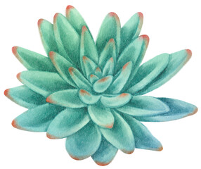 Succulent plant watercolor illustration