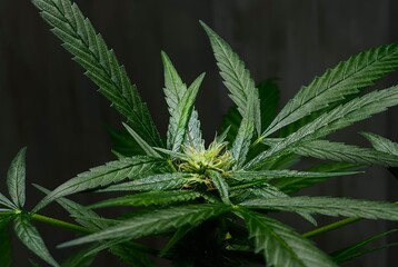 Growing cannabis plant for a medical purpose. Cannabis leaf and plant closeup.