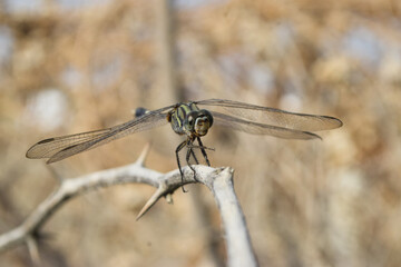 dragonfly on a branch
