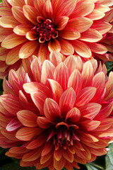 dahlia flower. Beautiful chrysanthemum close-up, rhythm and texture of delicate petals. macro photography