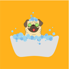 Funny dog, the dog takes a shower with shampoo. The pug-dog takes a bath with foam in a beauty salon. Foam, bubbles, shampoo, bath, face mask. orange background