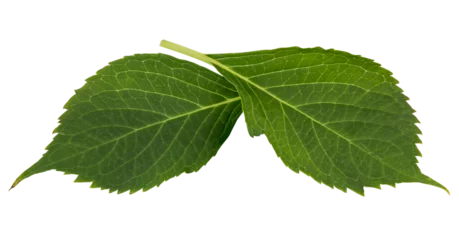 Rolgordijnen isolated from white background green hydrangea leaves © Line