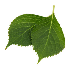 isolated from white background green hydrangea leaves - obrazy, fototapety, plakaty