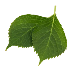 Rolgordijnen isolated from white background green hydrangea leaves © Line