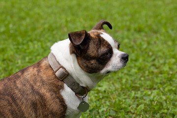 Small dog with flapping ears sitting on grass and looking into the distance. Close-up of the muzzle.
